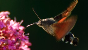 Hummingbird Hawk Moth in Lairoux