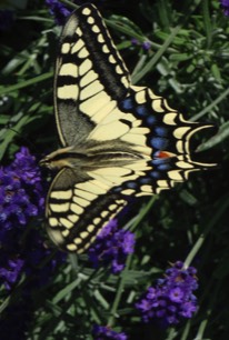 Butterflies and Buddliea