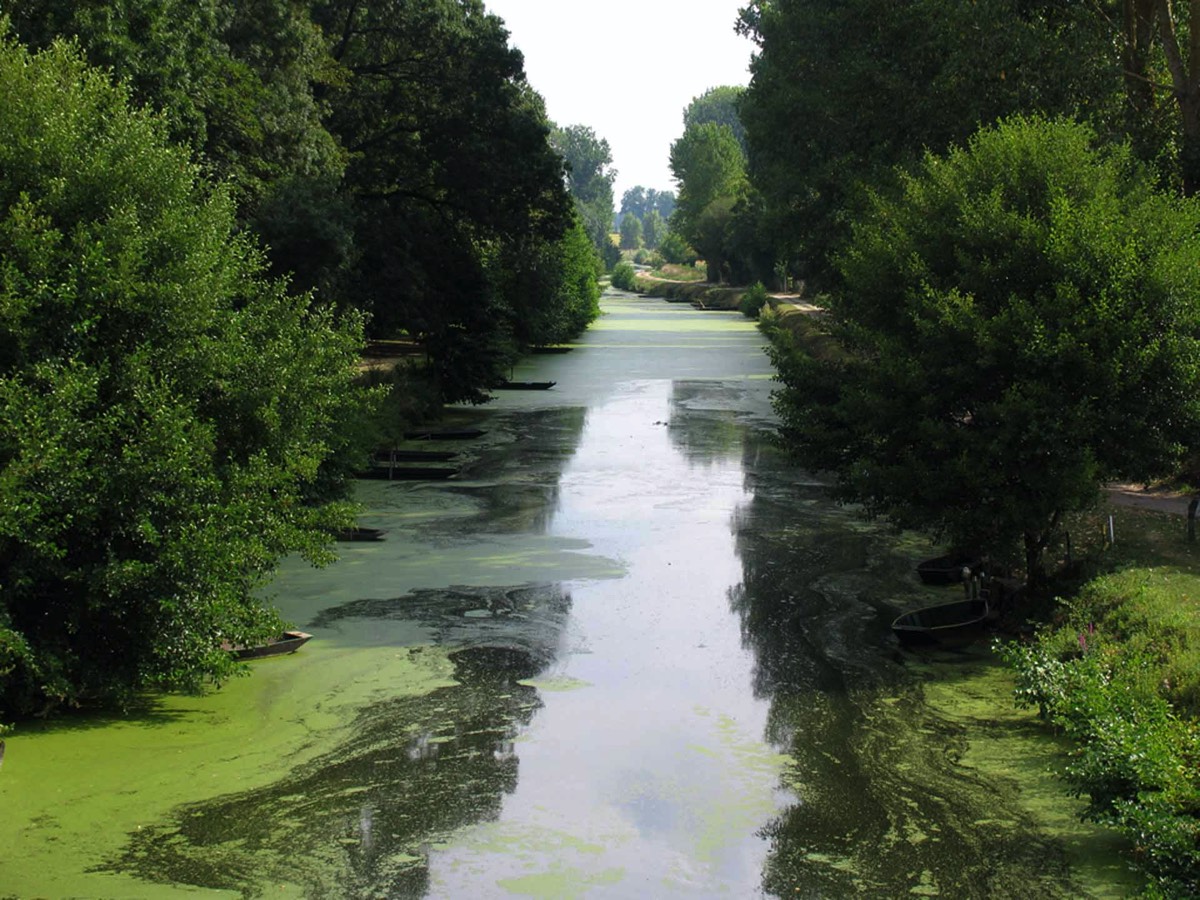 The Canals of the Marais Poitevin