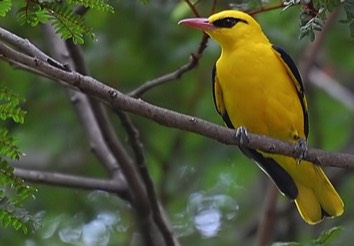 Golden Oriole in the Vendee